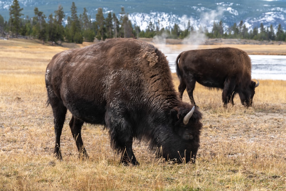 two bison grazing in a field with mountains in the background