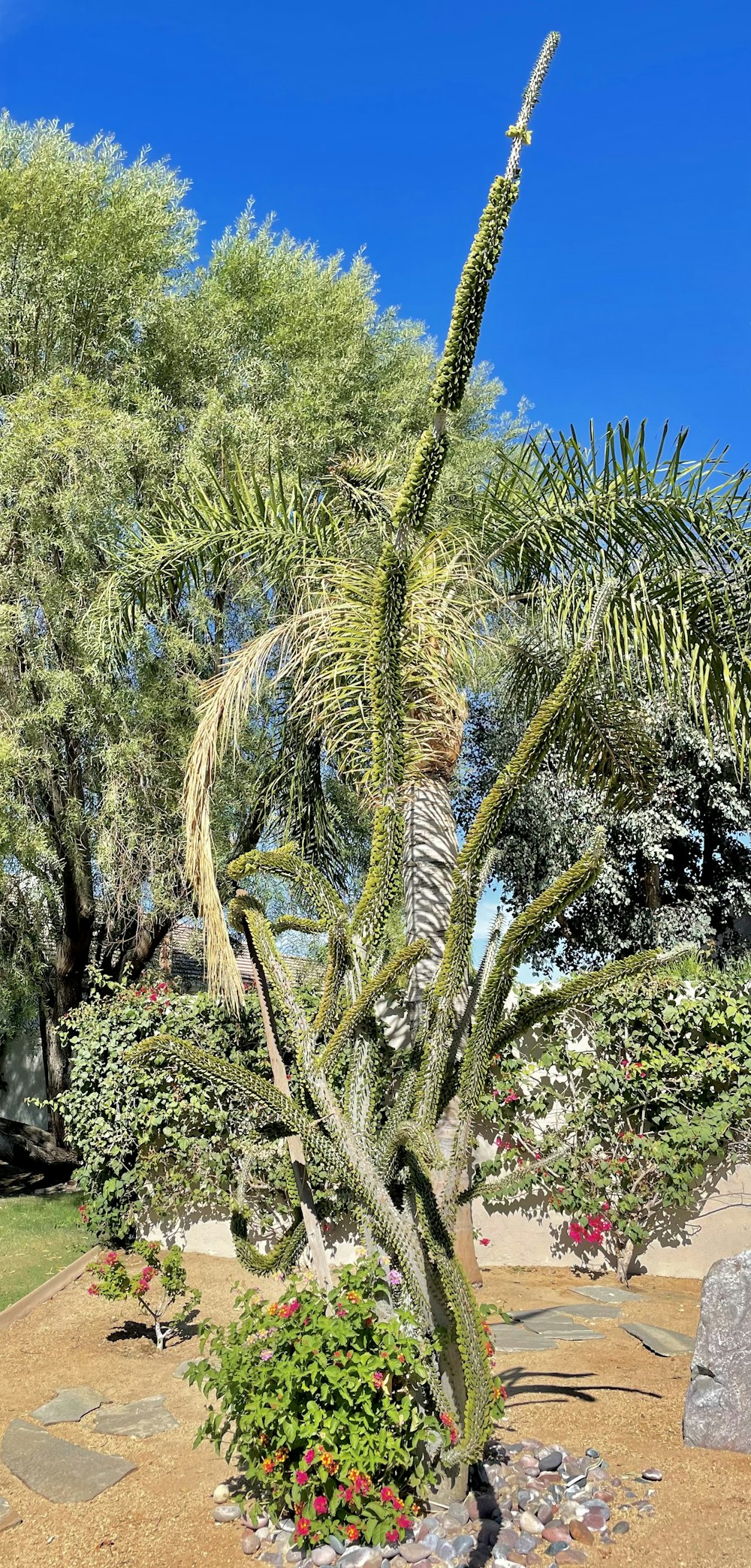 a large cactus tree in the middle of a garden