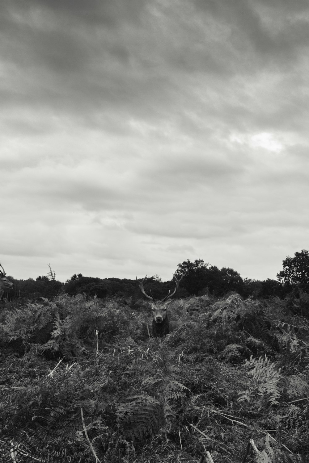 a black and white photo of a windmill in a field