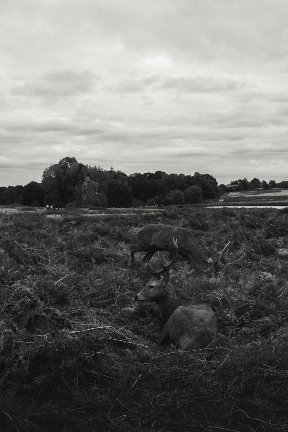 a black and white photo of a cow laying in a field