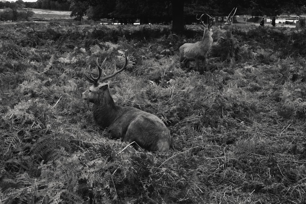 uma foto em preto e branco de dois cervos em um campo
