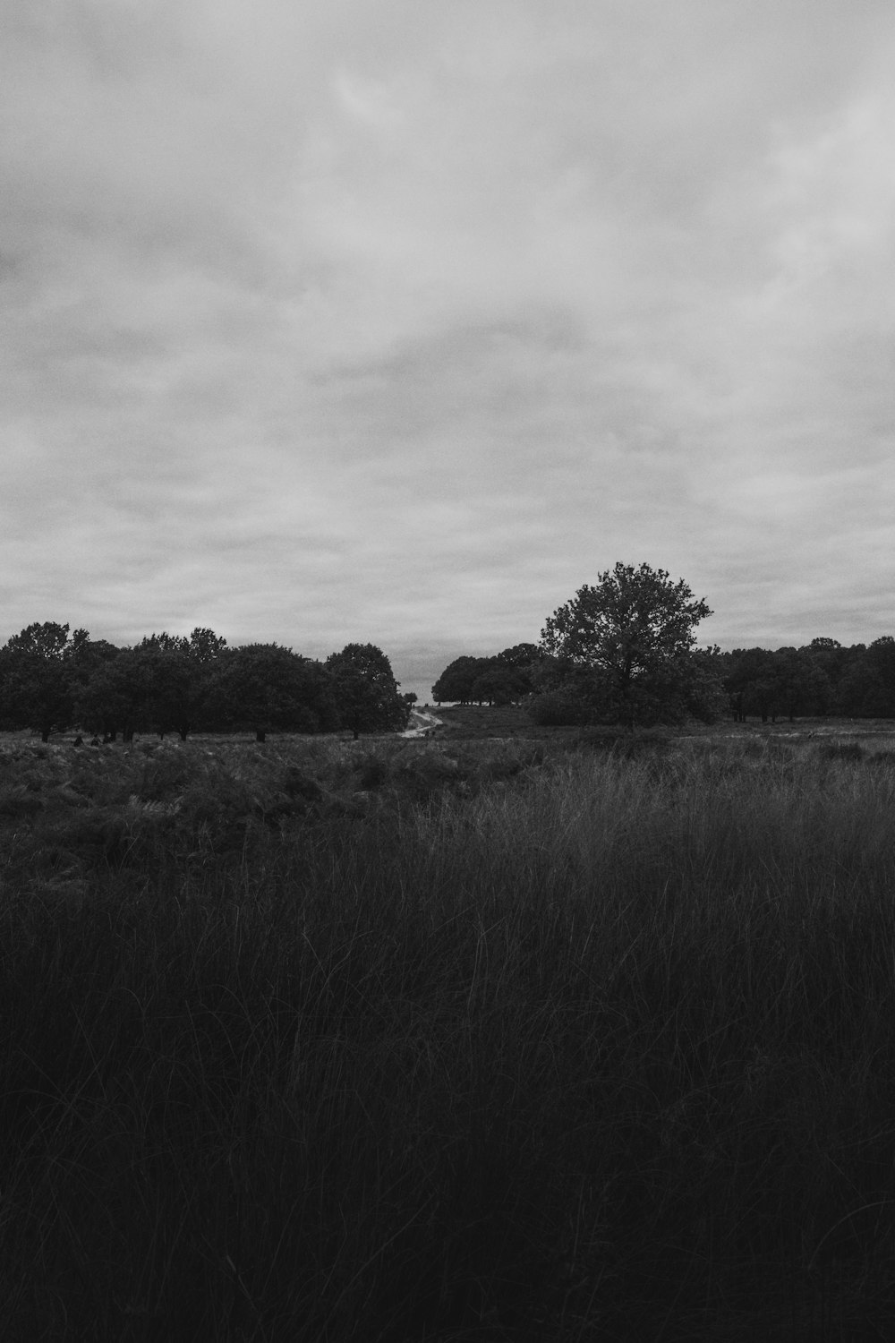 uma foto em preto e branco de um campo gramado