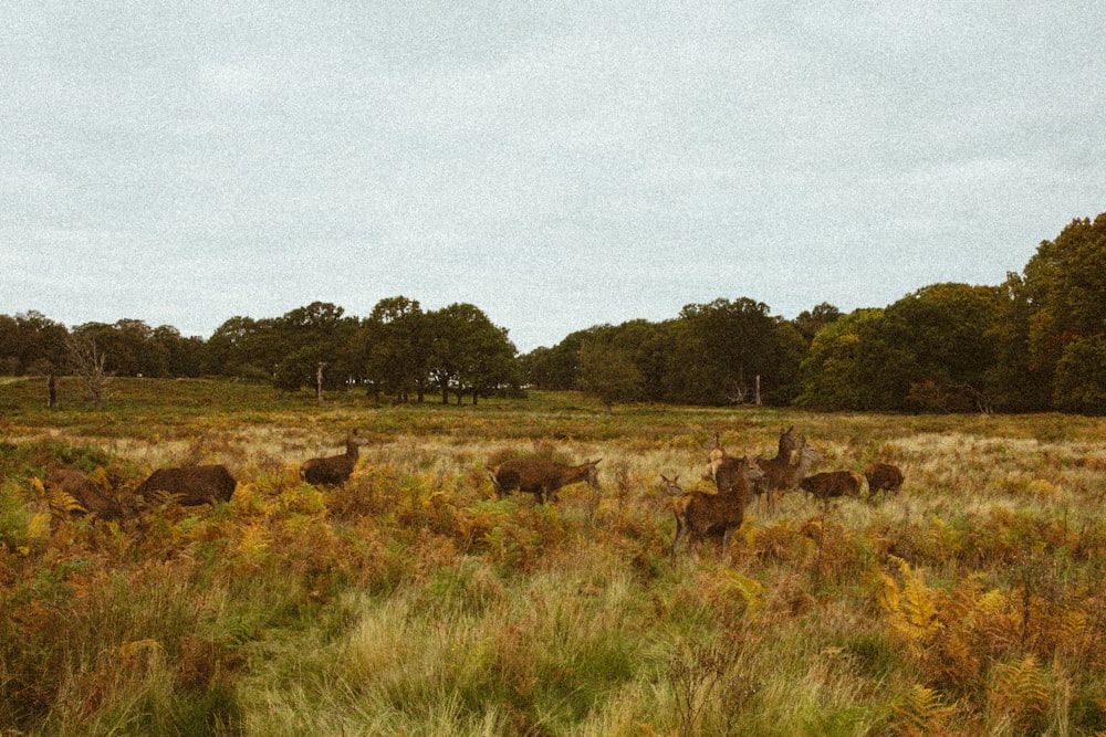 a herd of deer standing on top of a lush green field