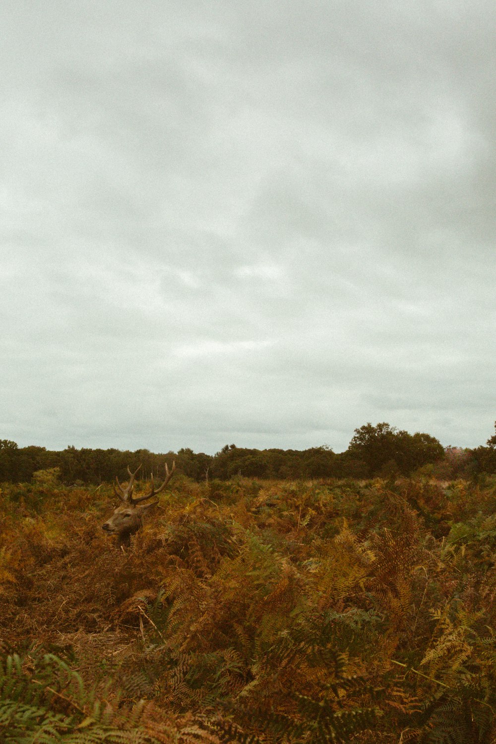 a giraffe standing in the middle of a field