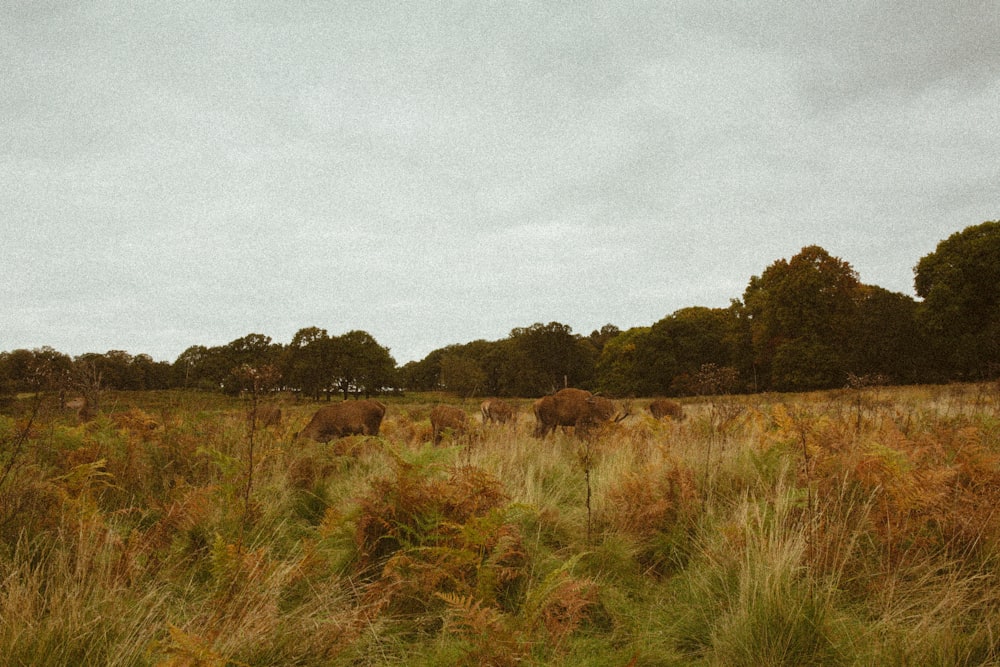 a grassy field with trees in the background