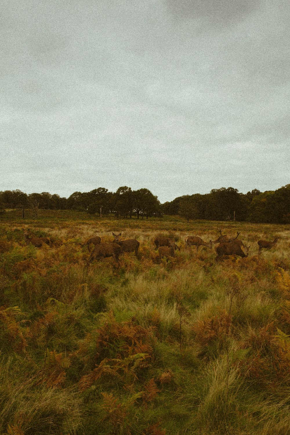 Una manada de animales pastando en un exuberante campo verde