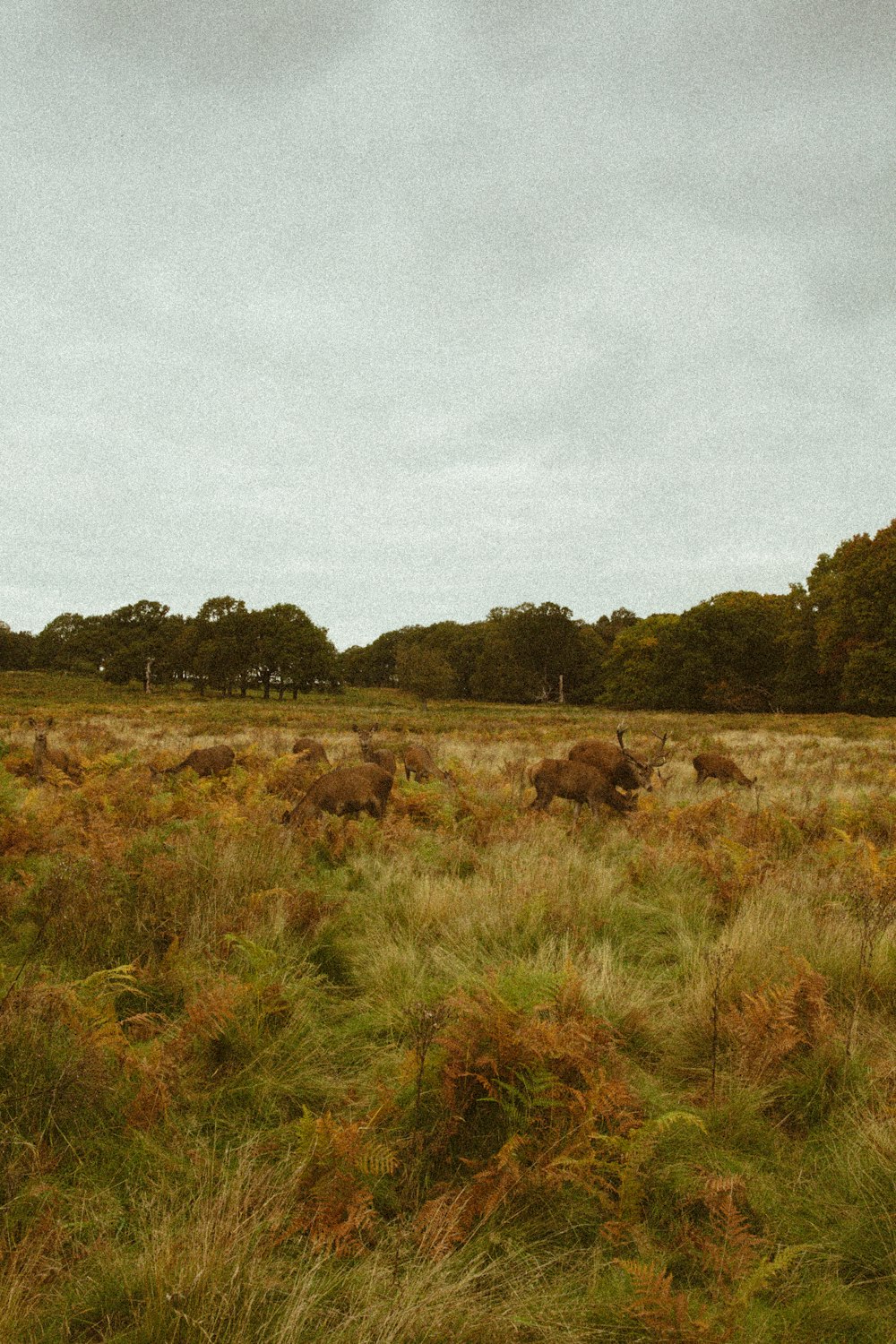 a herd of elephants walking across a lush green field