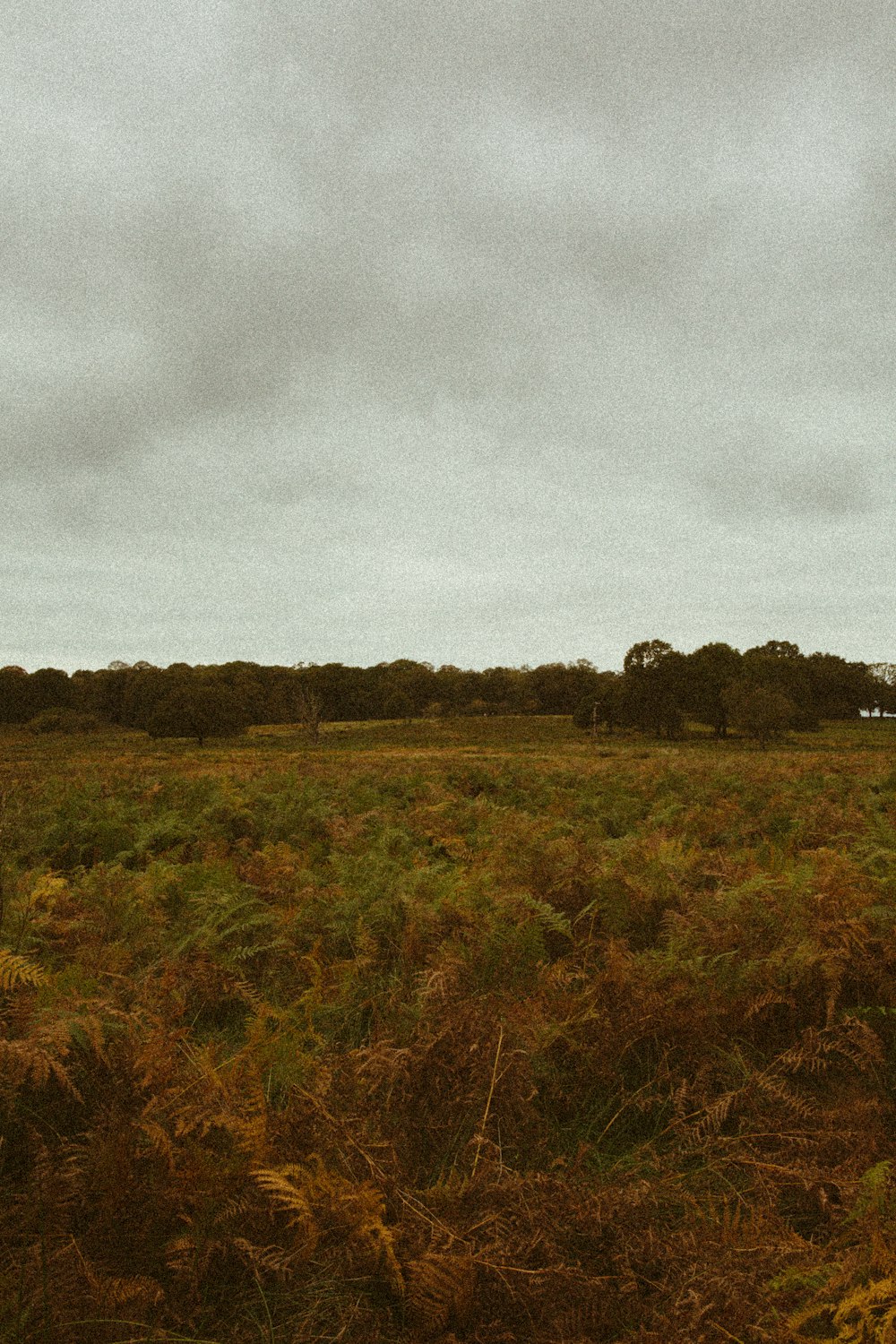 a large open field with a few trees in the distance