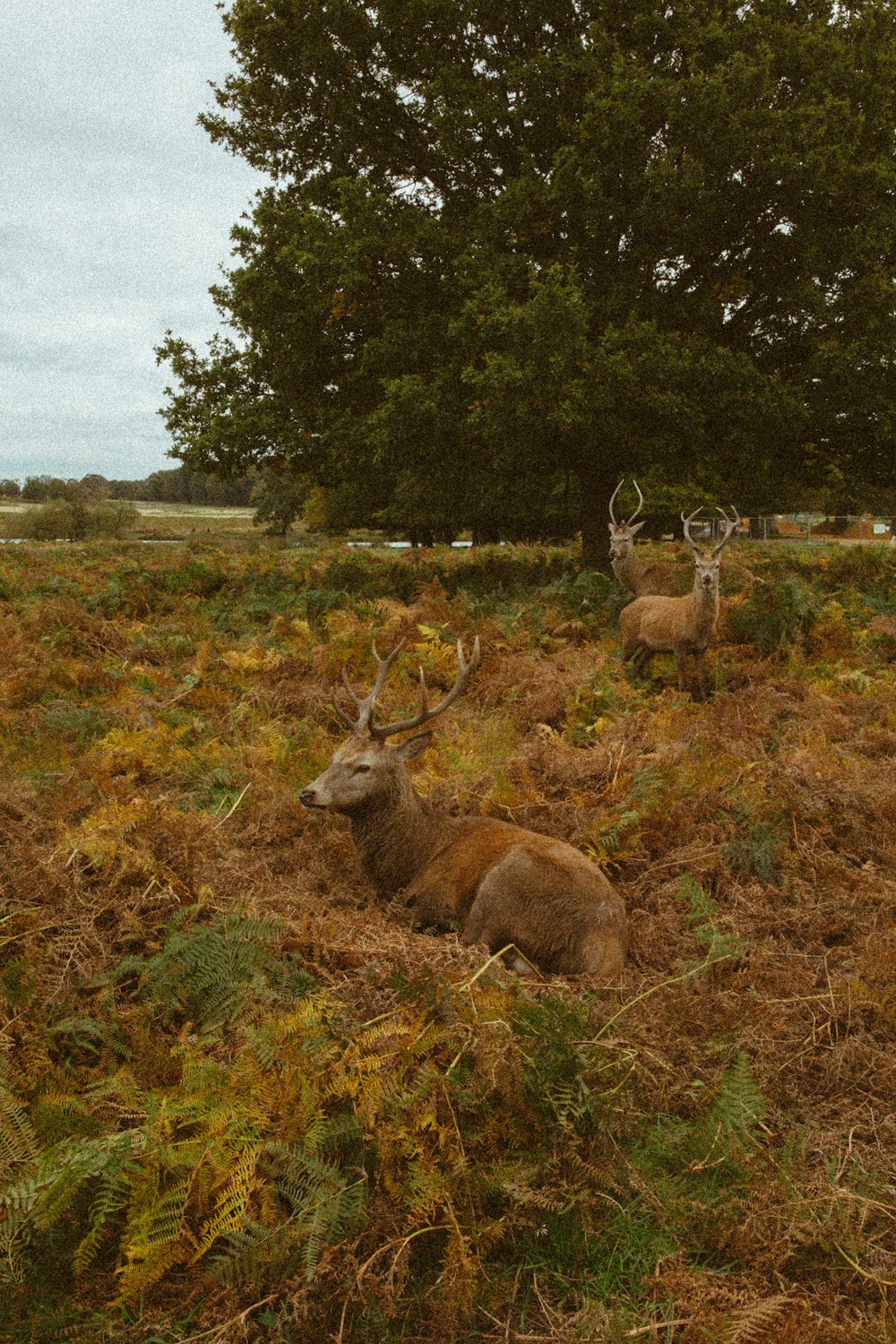 two deer laying down in a field next to a tree