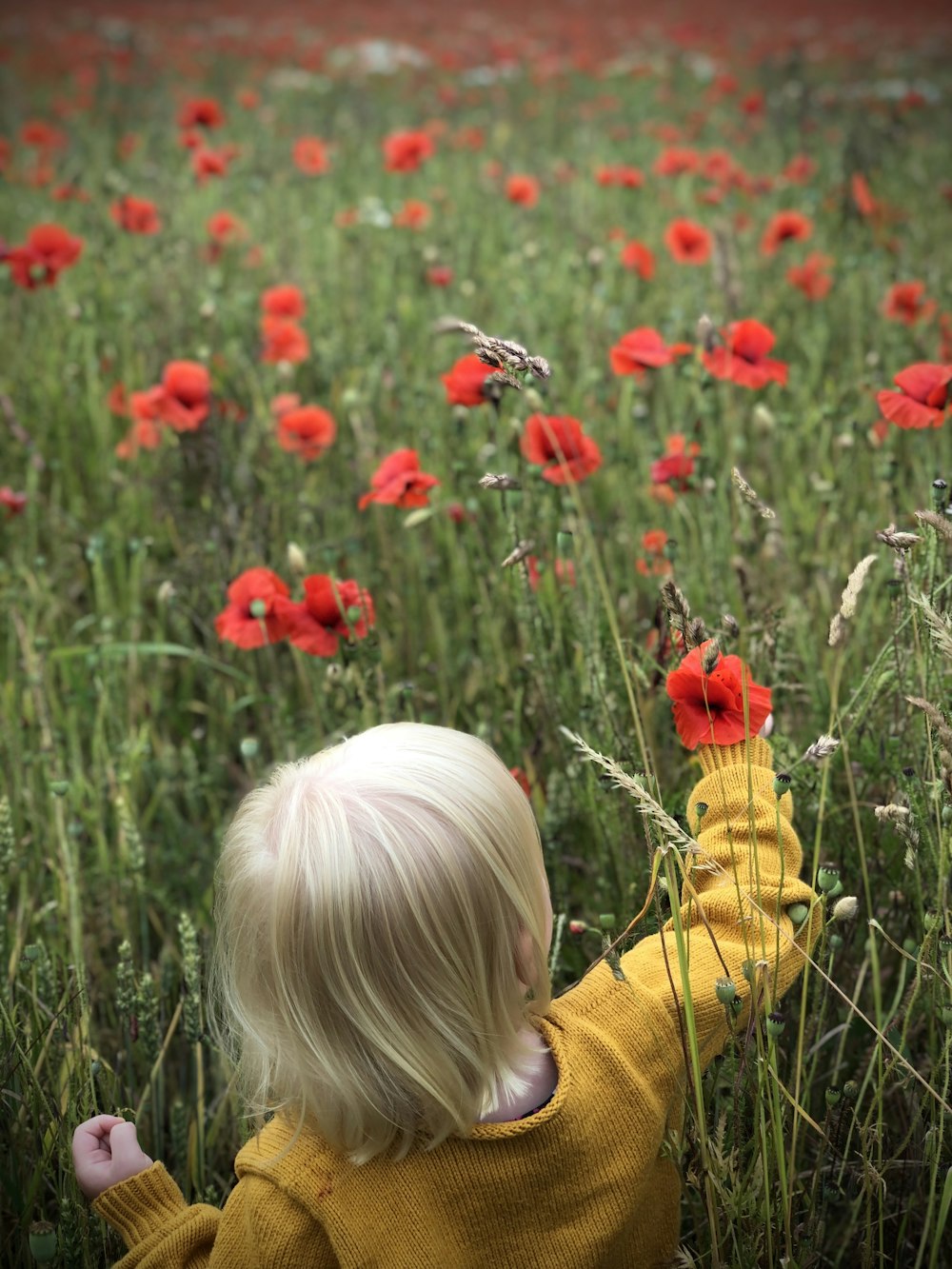 a little girl standing in a field of red flowers