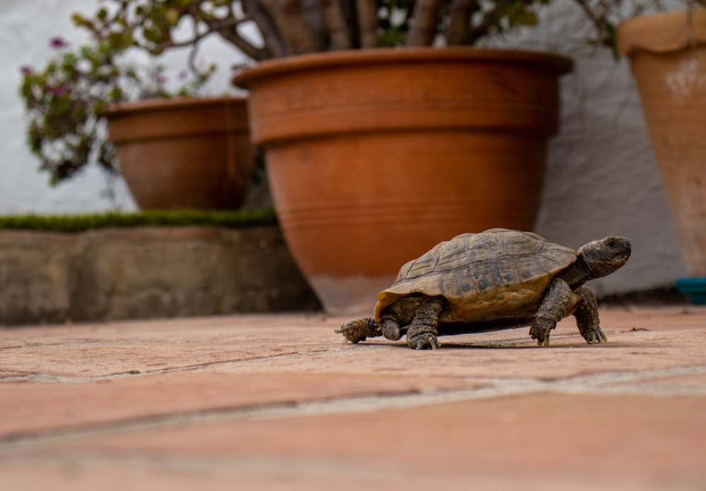 a small turtle sitting on the ground next to a potted plant