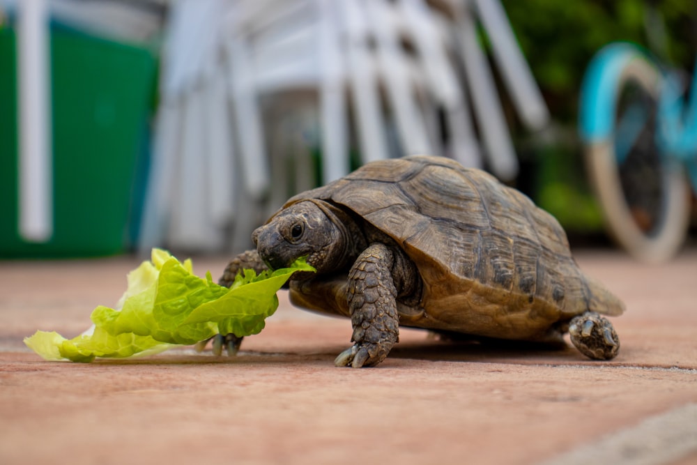 Eine Schildkröte frisst Salat auf dem Boden