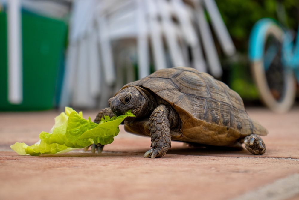 Una tortuga comiendo lechuga en el suelo