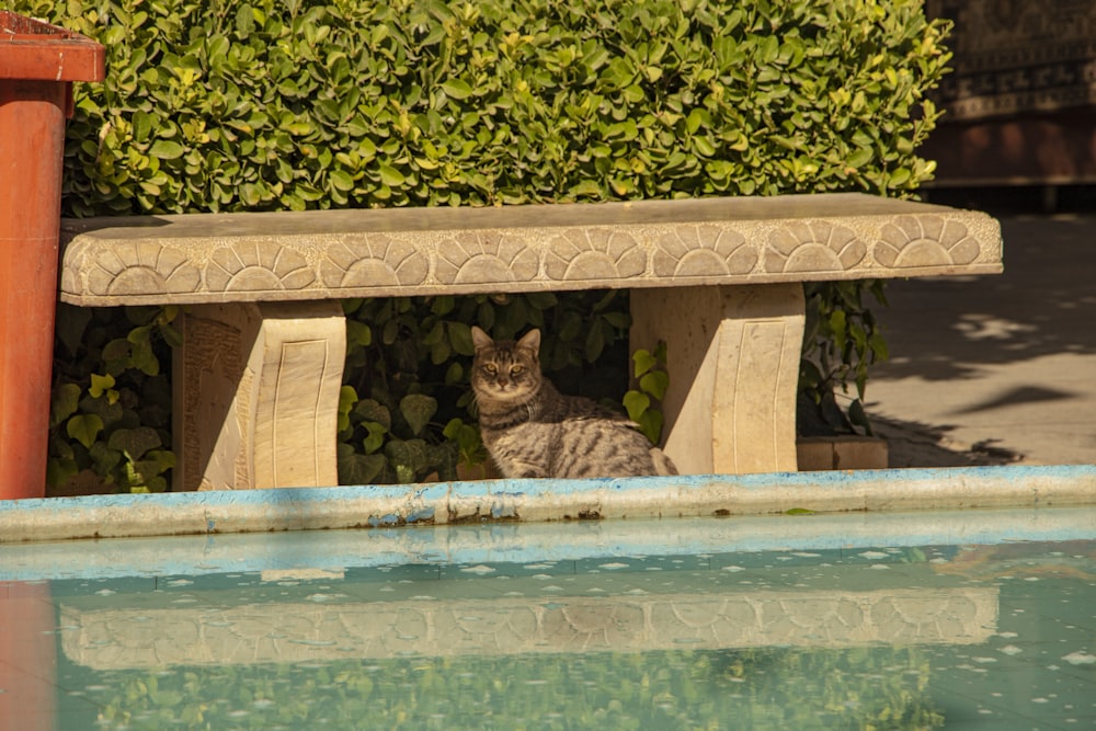 a cat sitting on a bench next to a body of water