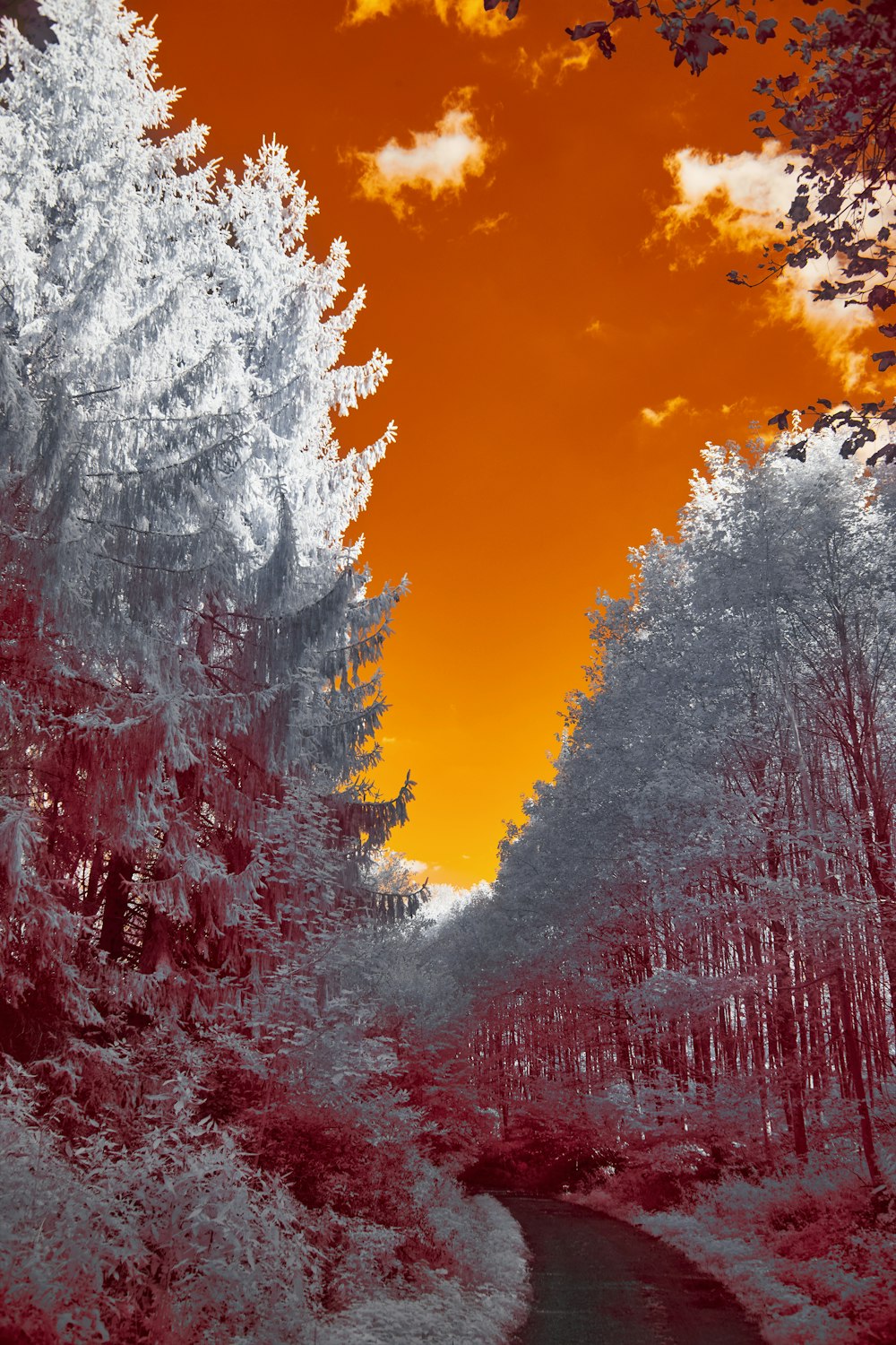 an infrared image of trees and a stream