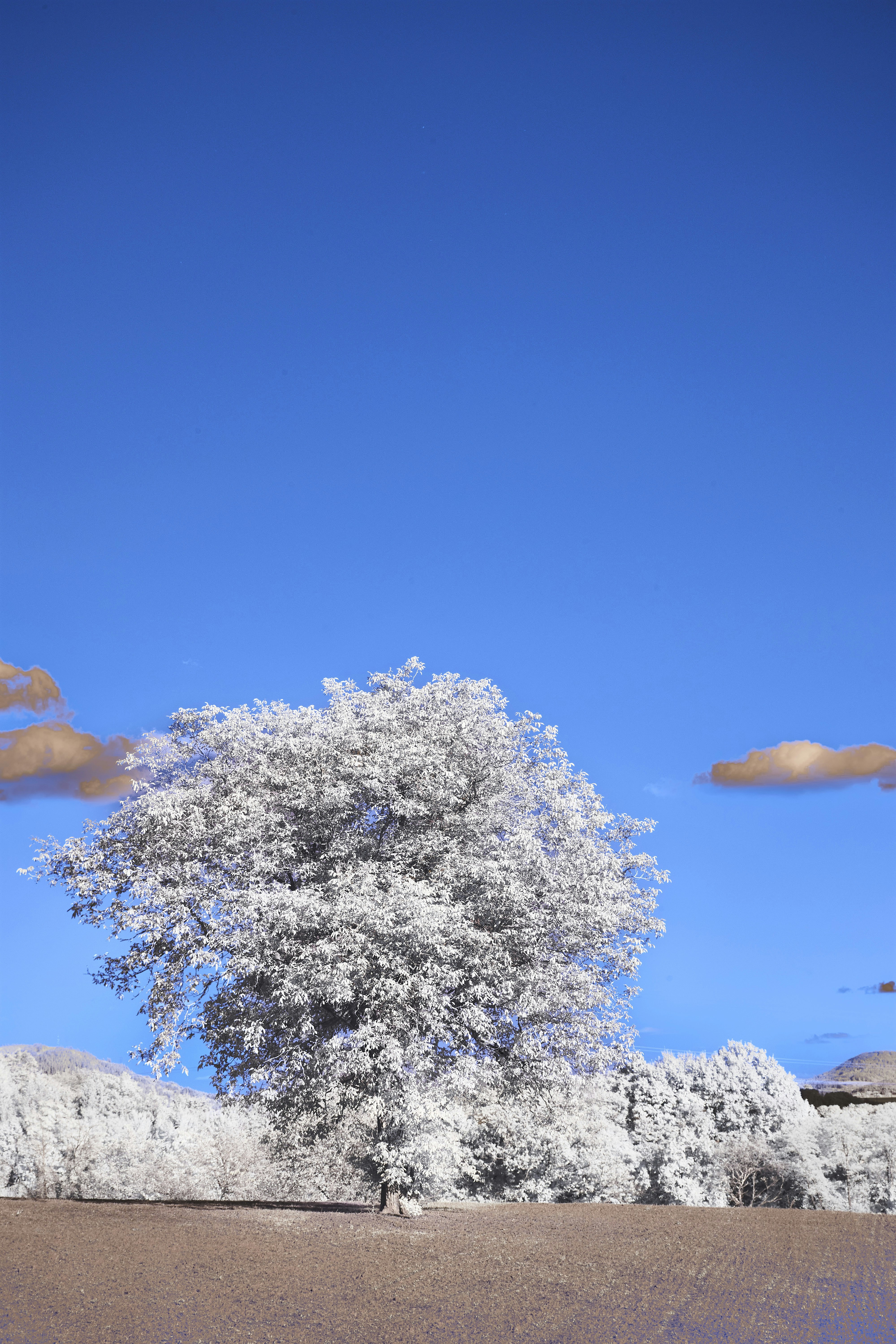 Photo by wolfgang_hasselmann