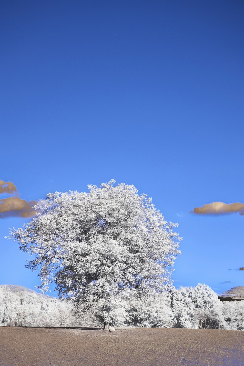 a tree in a field with a blue sky in the background