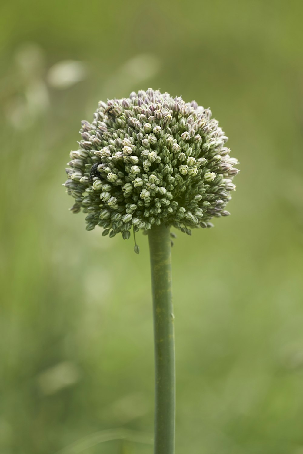 a close up of a flower with a blurry background