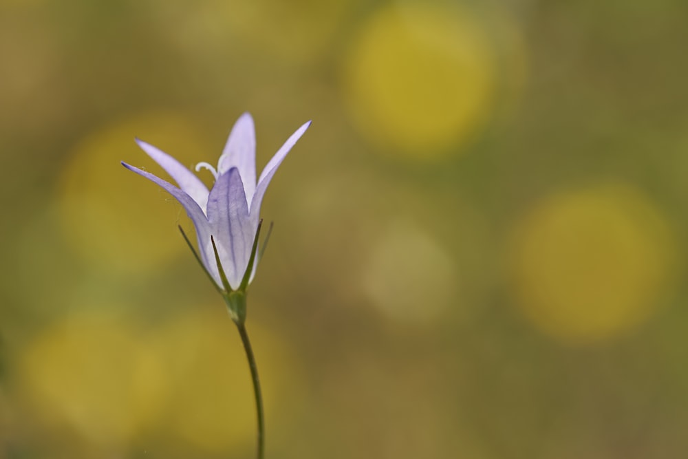 a small blue flower with a blurry background