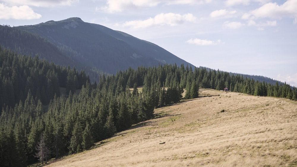 a grassy field with trees and a mountain in the background