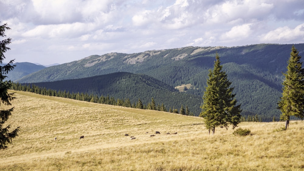 a grassy field with trees and mountains in the background