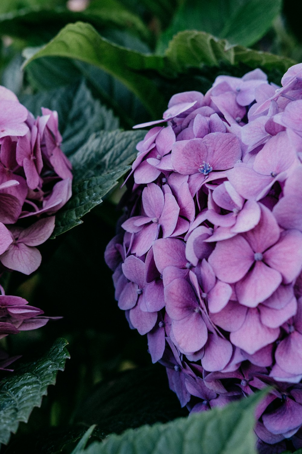 a close up of a purple flower with green leaves