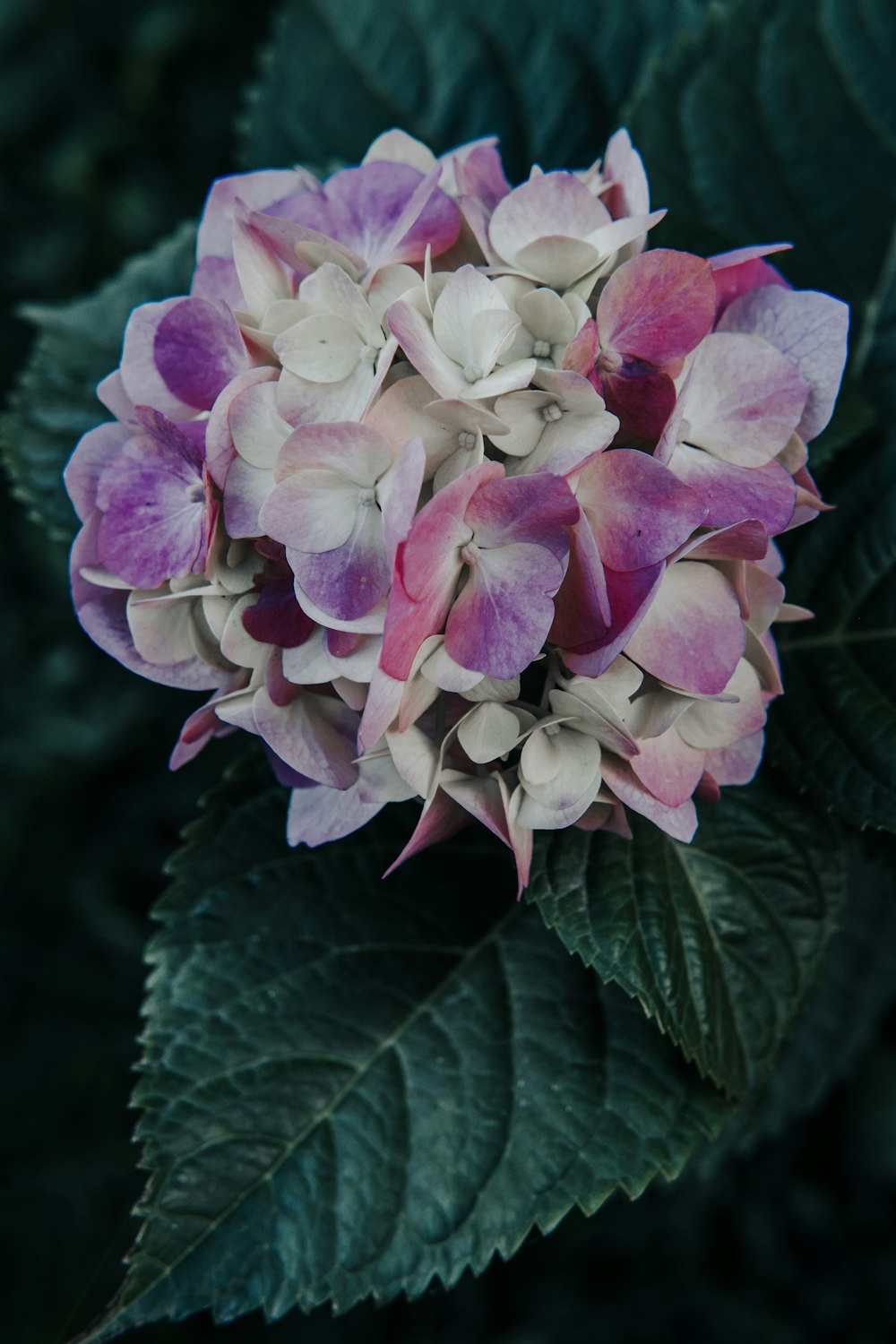 a purple and white flower with green leaves