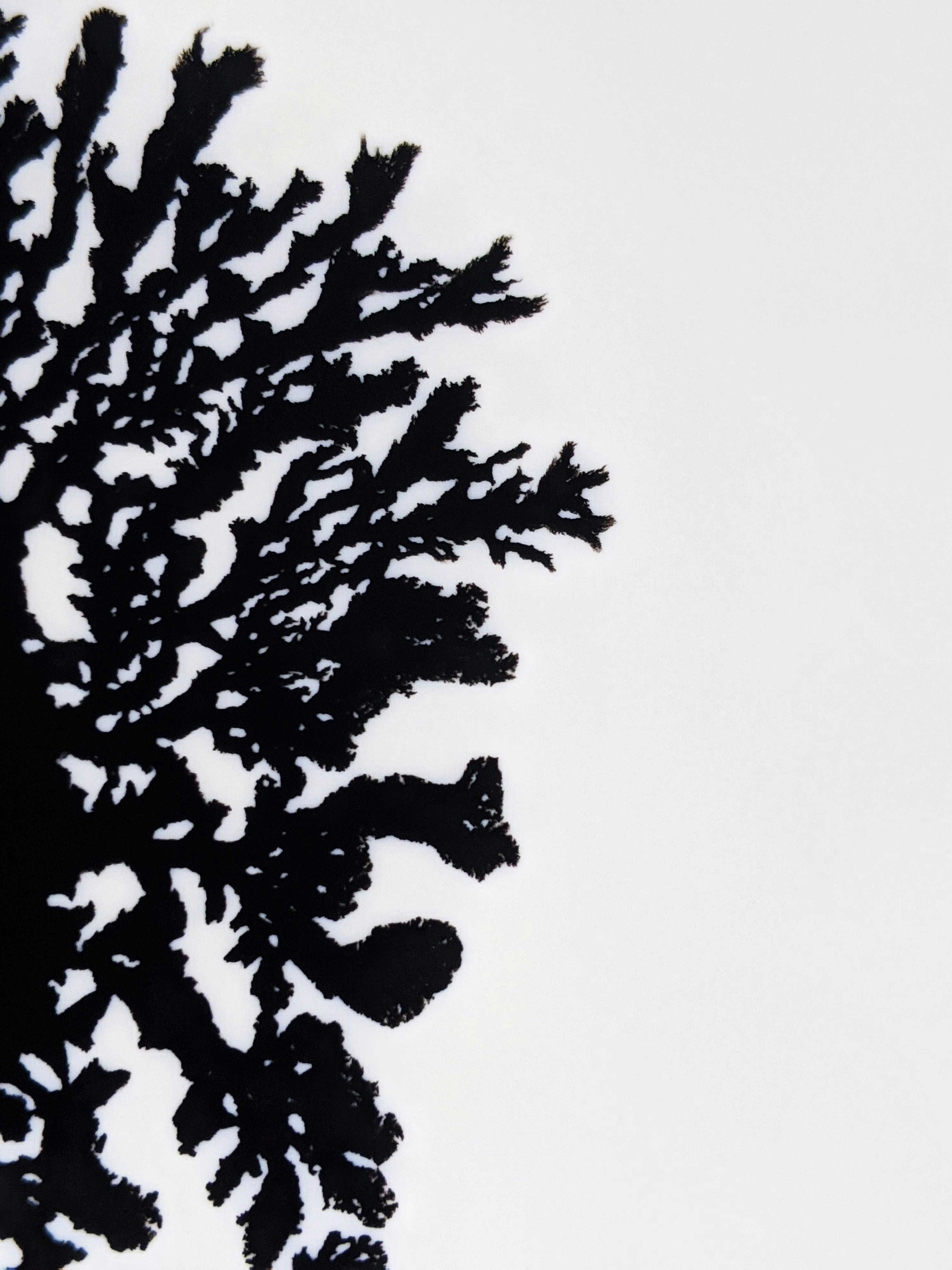 Photo by susan_wilkinson