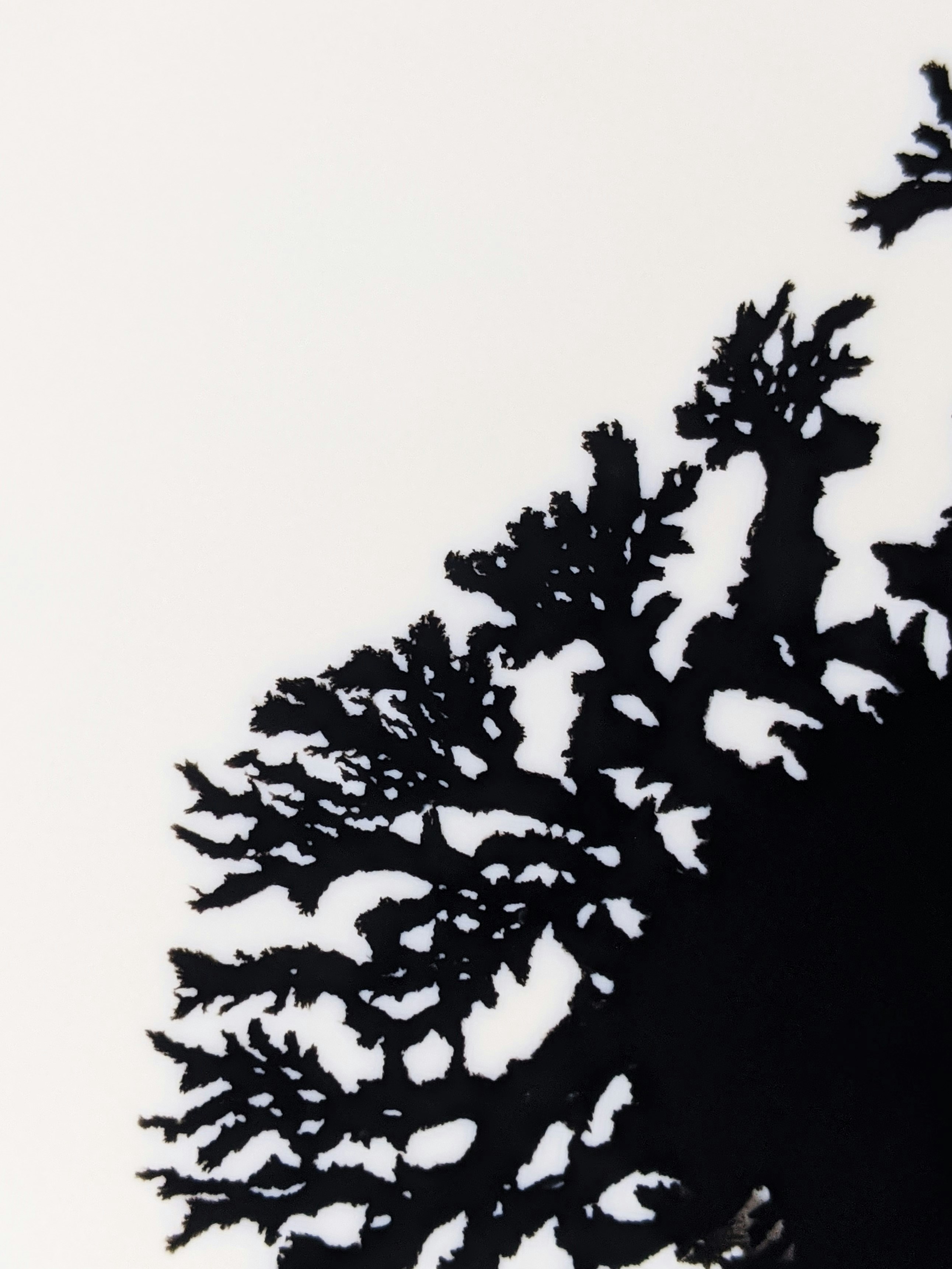 Photo by susan_wilkinson