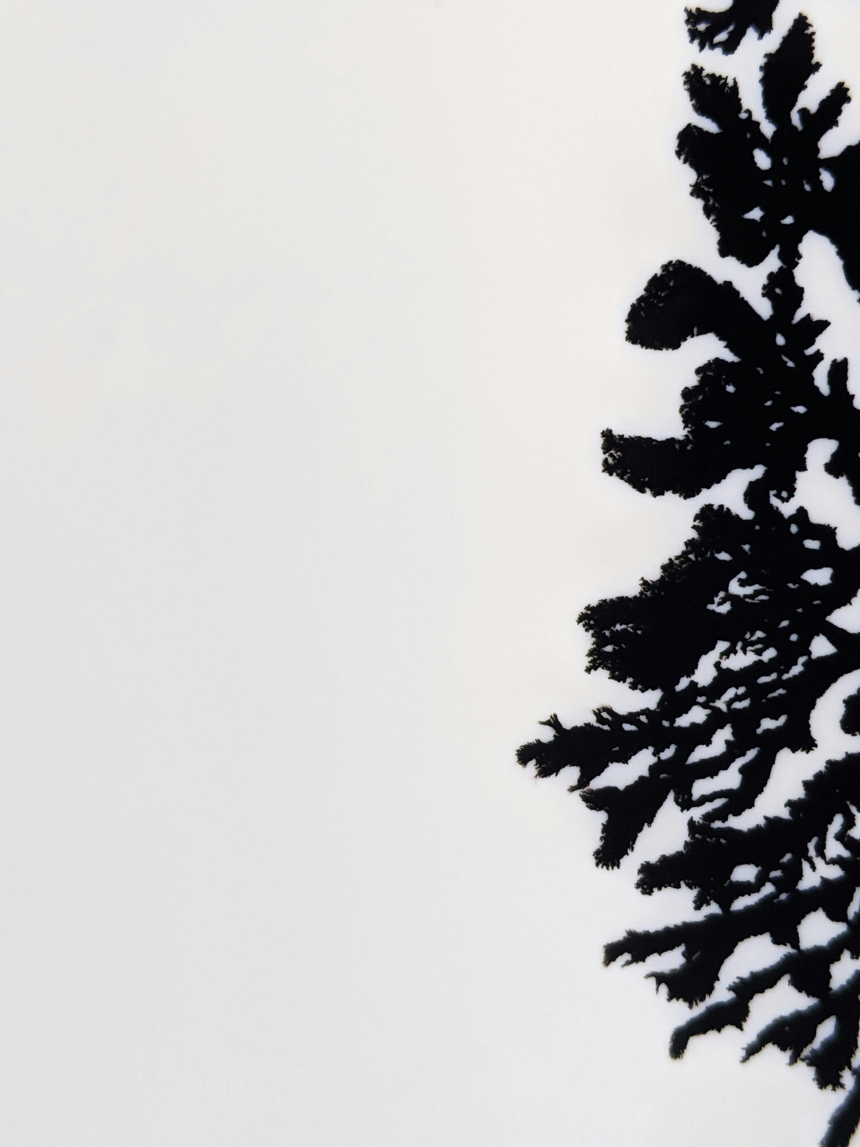 Photo by susan_wilkinson