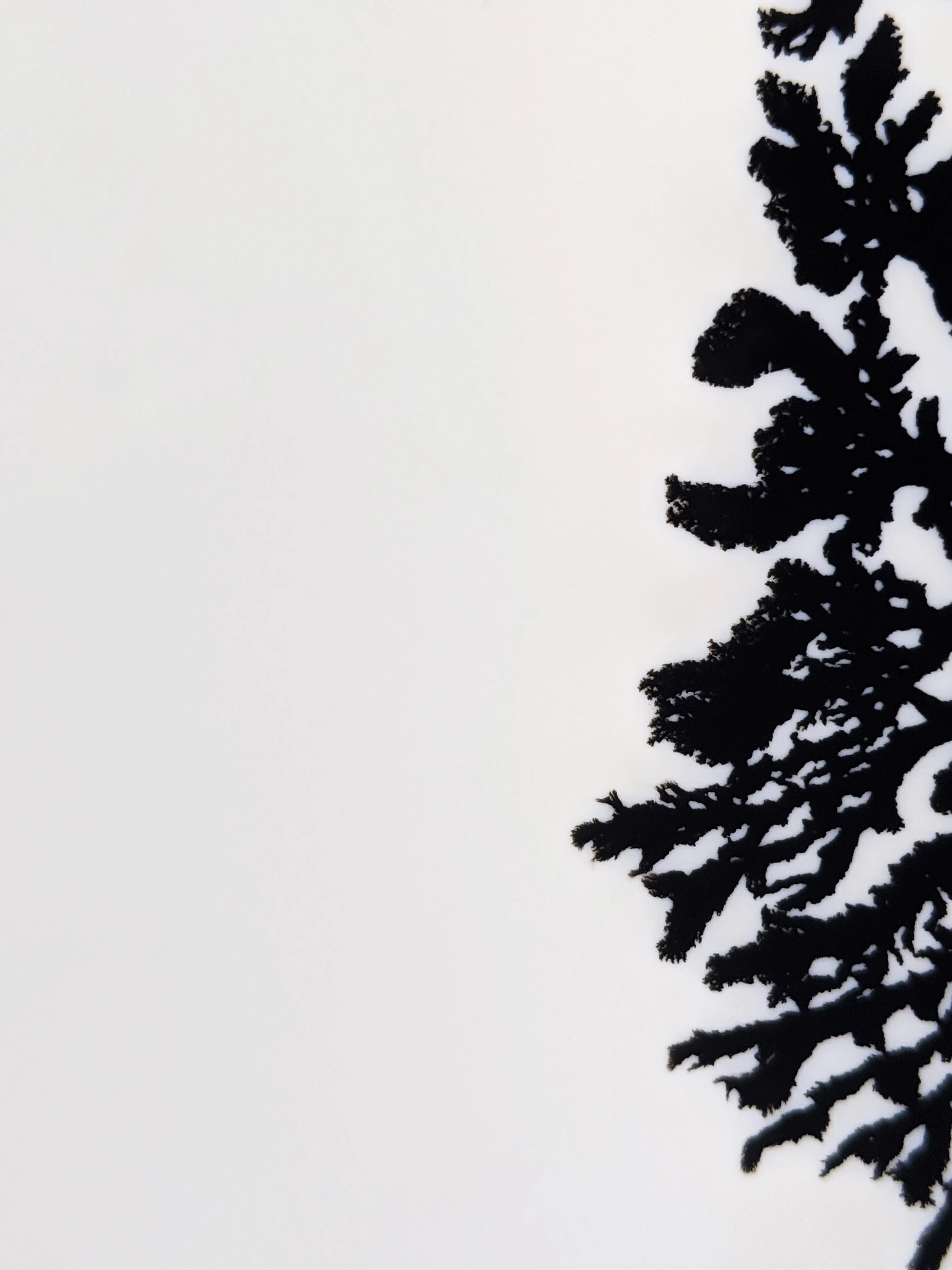 a black and white photo of a tree