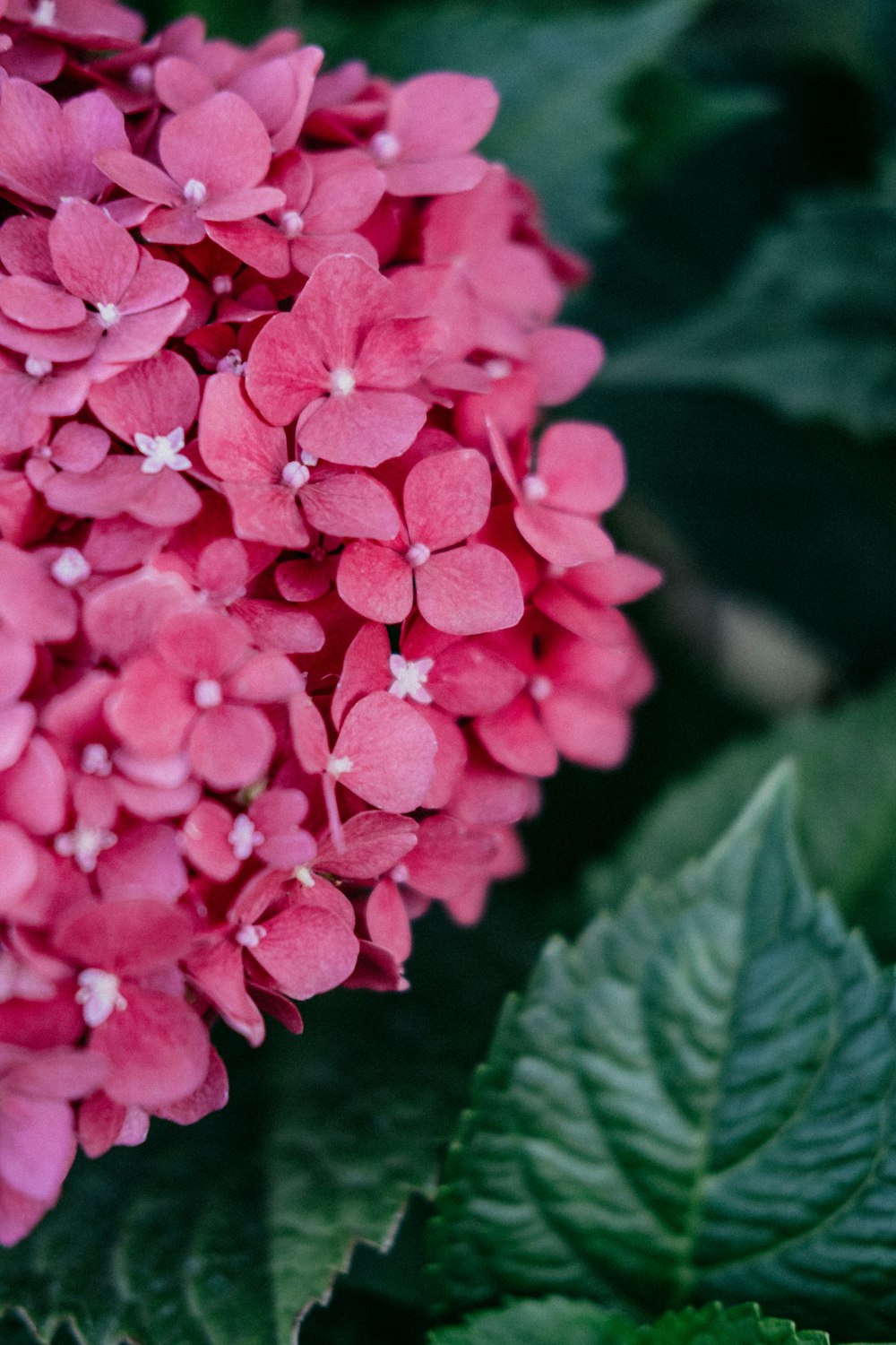 a close up of a pink flower with green leaves