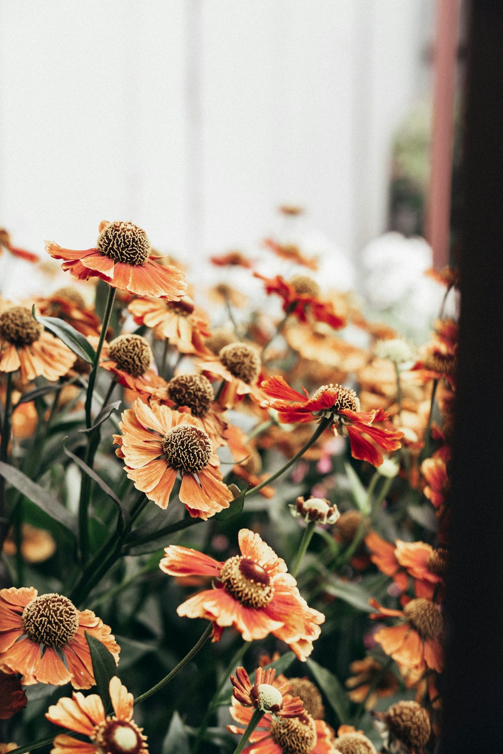 a bunch of orange flowers in a garden