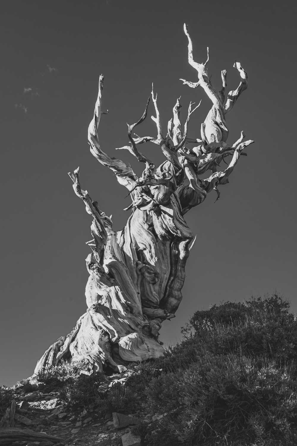 a black and white photo of a tree on a hill