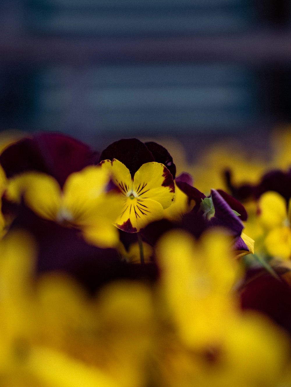 a bunch of yellow and purple flowers in a field