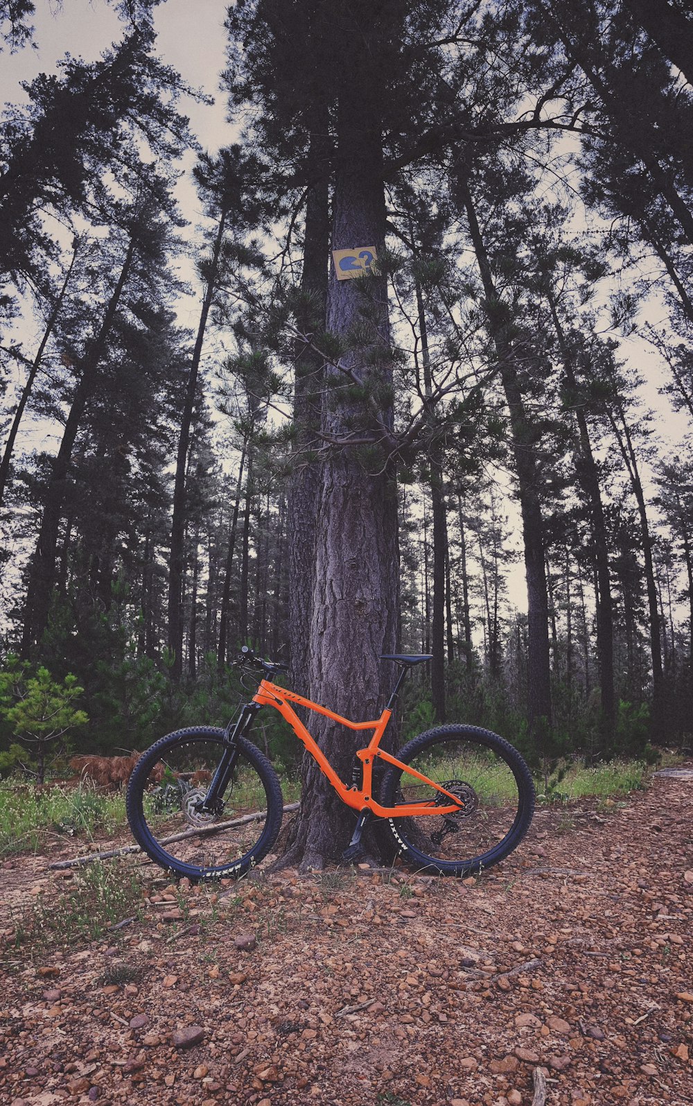 Una bici arancione appoggiata a un albero nel bosco