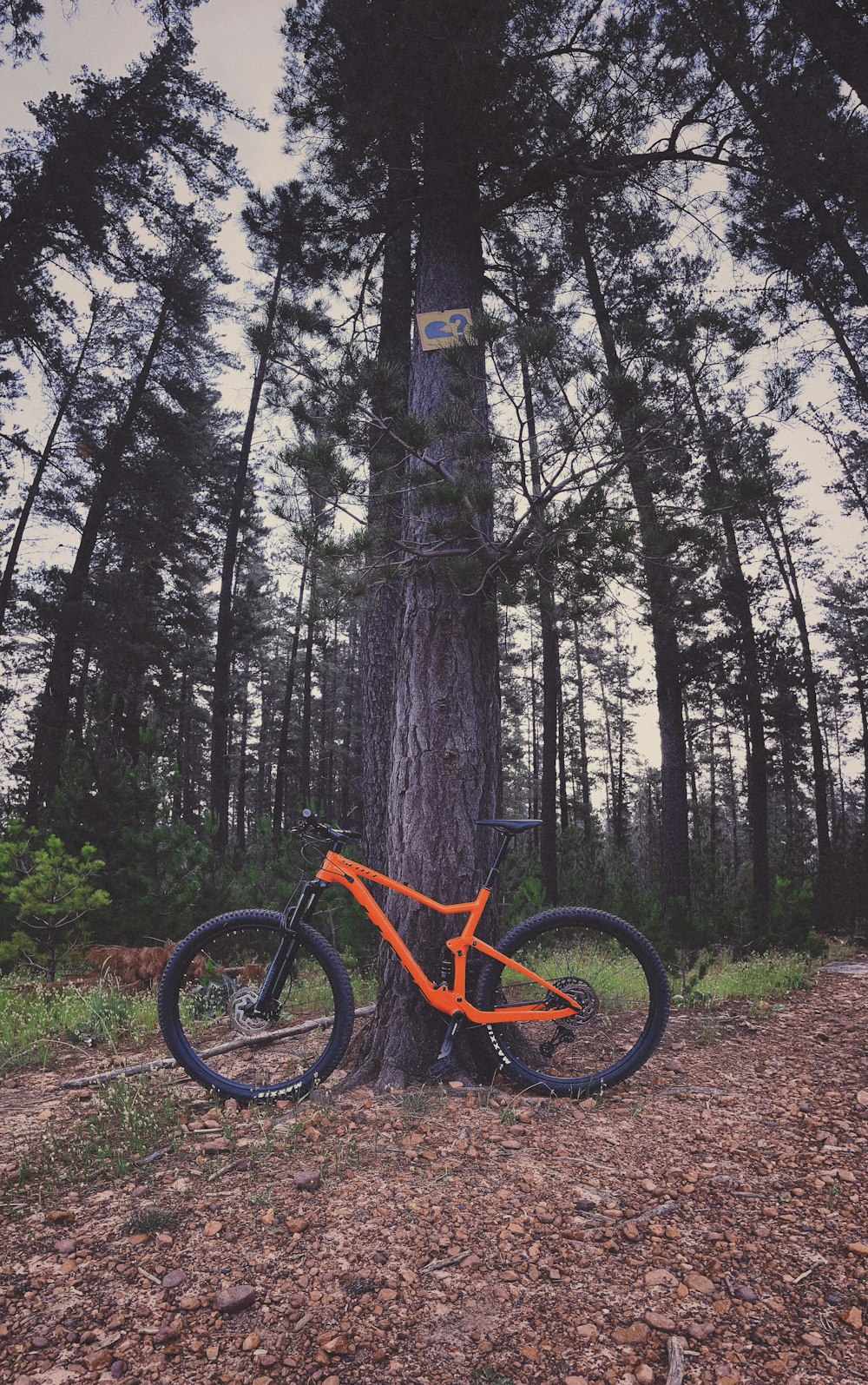 an orange bike leaning against a tree in the woods