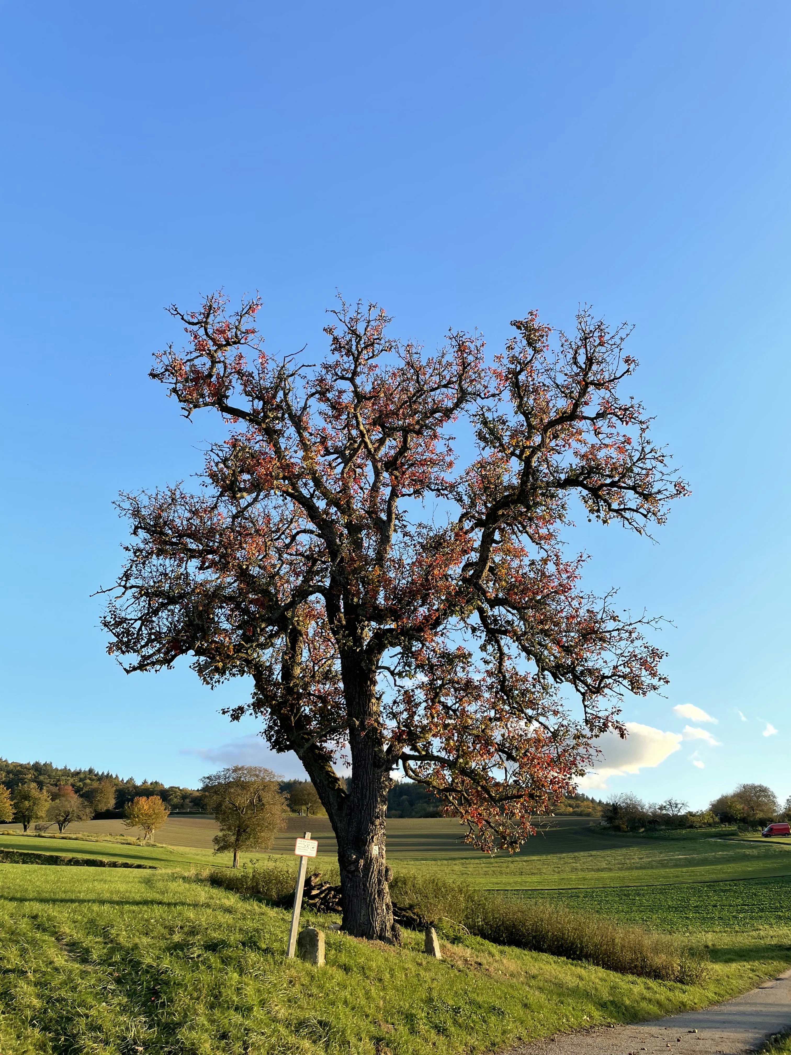 a large tree in the middle of a grassy field