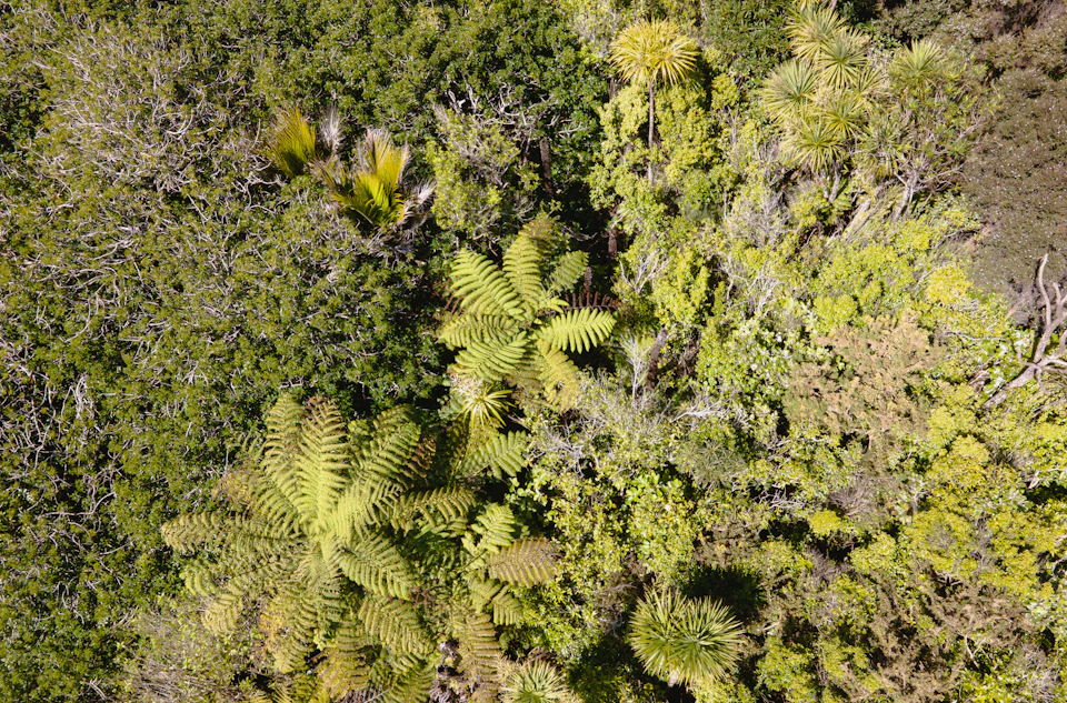 Lush tropical forest with dense foliage and vibrant green hues against brown backdrop