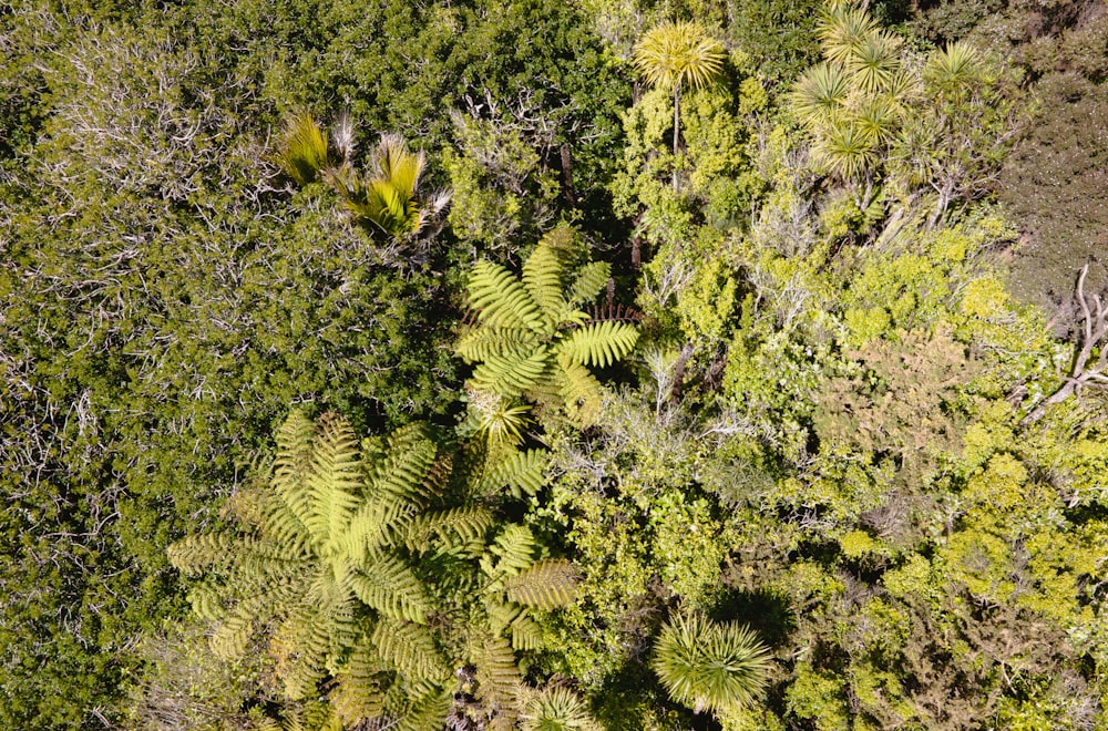 Eine Luftaufnahme eines üppigen grünen Waldes