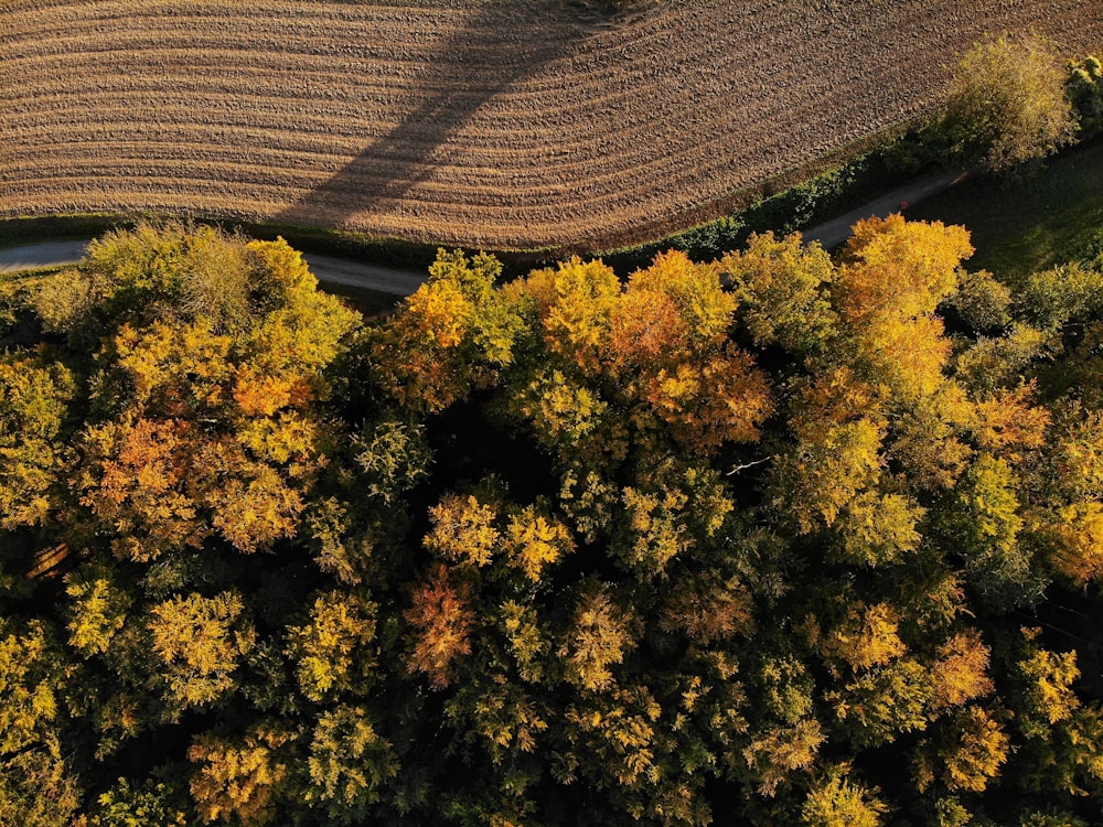 an aerial view of a road surrounded by trees