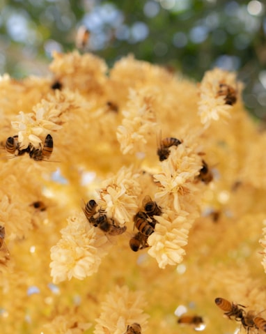 a bunch of bees that are on some yellow flowers