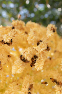 a bunch of bees that are on some yellow flowers