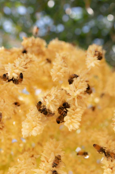a bunch of bees that are on some yellow flowers