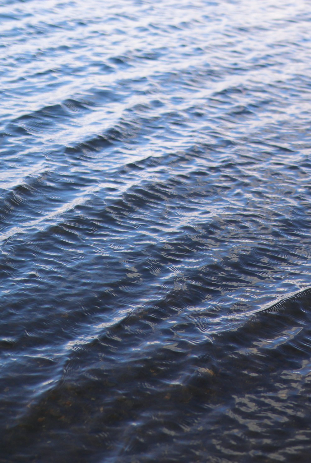 a bird standing on the edge of a body of water