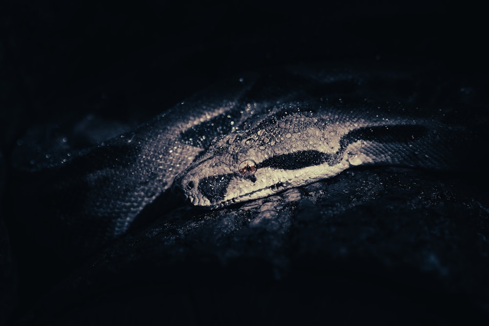 a close up of a snake in the dark