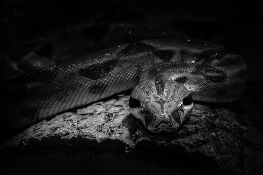 a black and white photo of a snake