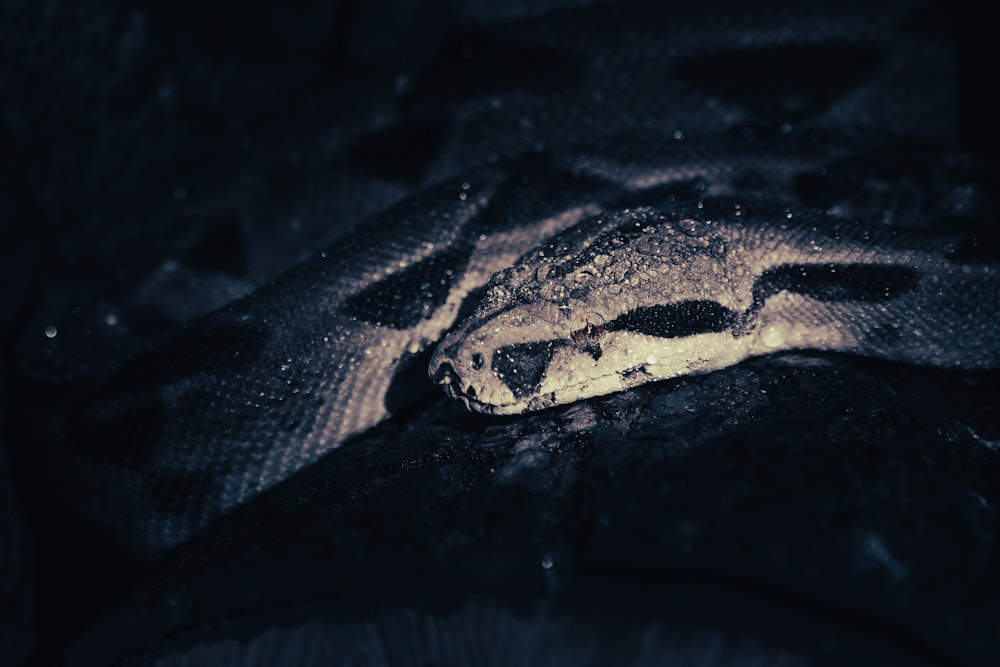 a close up of a snake on a blanket