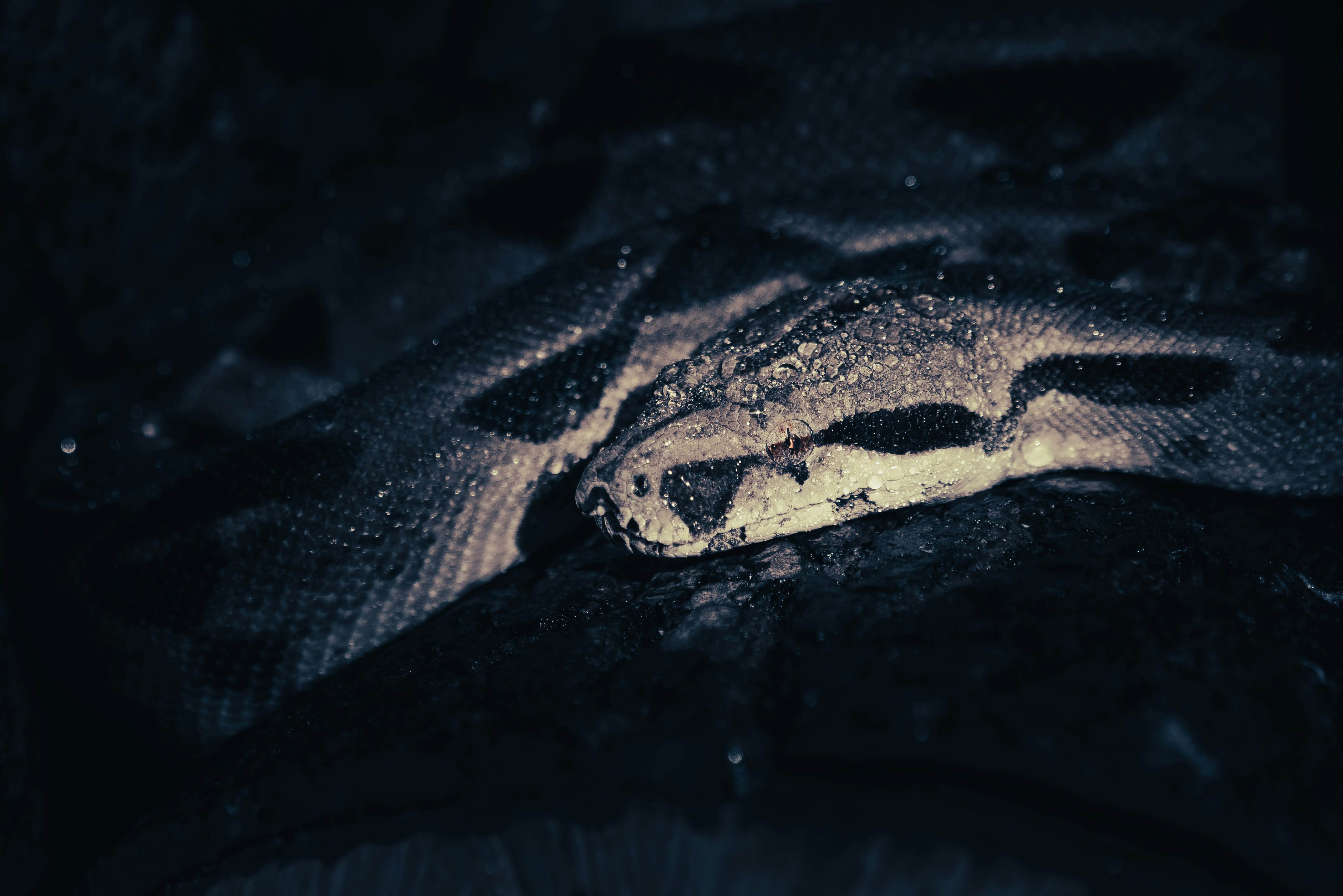 Do Snakes Chase People