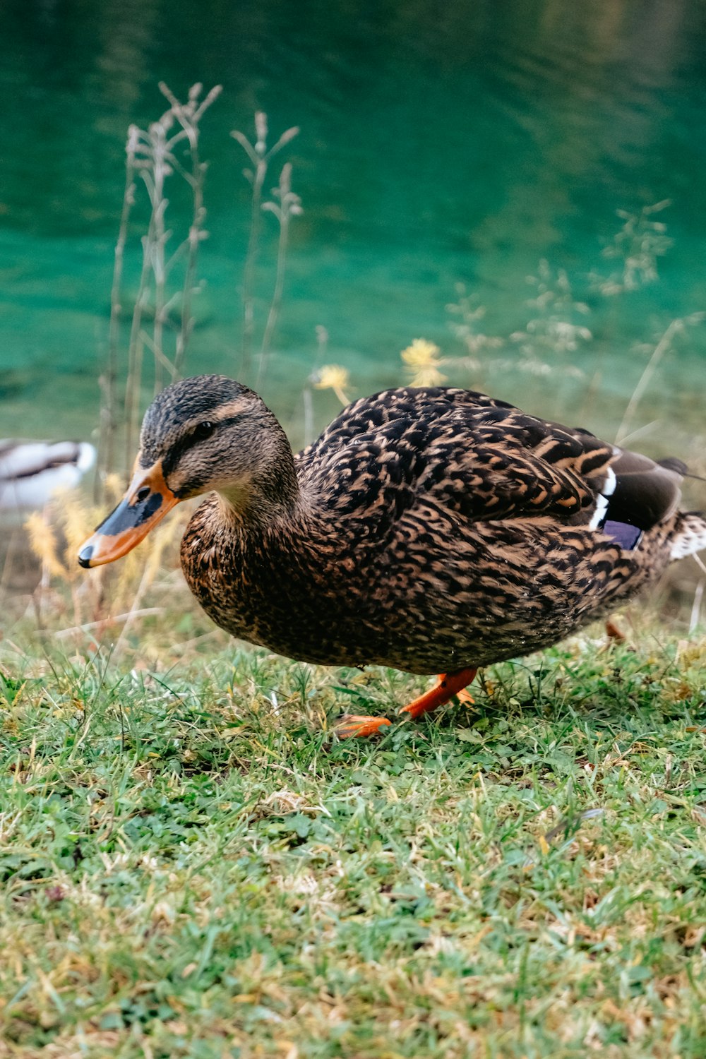 a duck standing on the grass next to a body of water